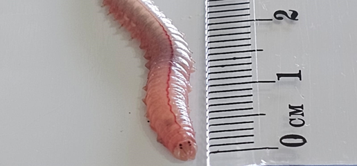 The worm Namalycastis indica