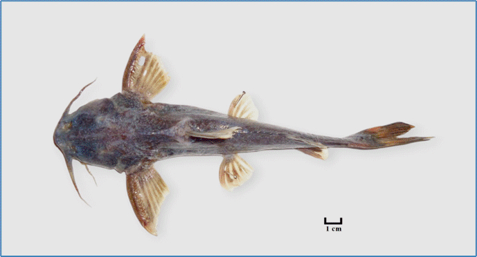 Dorsal view of G. cous of the Tigris River