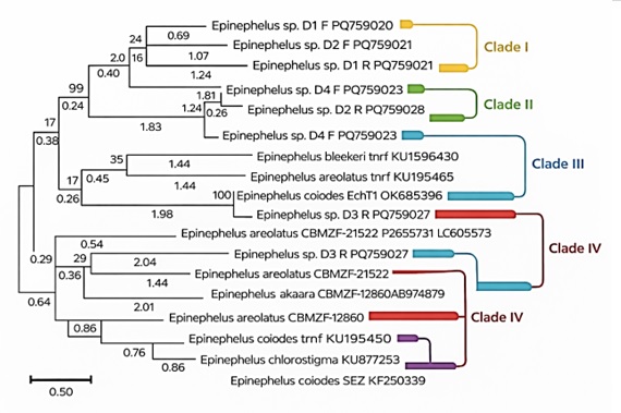 Neighbor-joining clustering of mitochondrial (D-loop, tRNA-Phe, and 12S rRNA) sequences reveals population-level genetic structure in Epinephelus spp. from Iraqi marine waters of the Arabian Gulf.