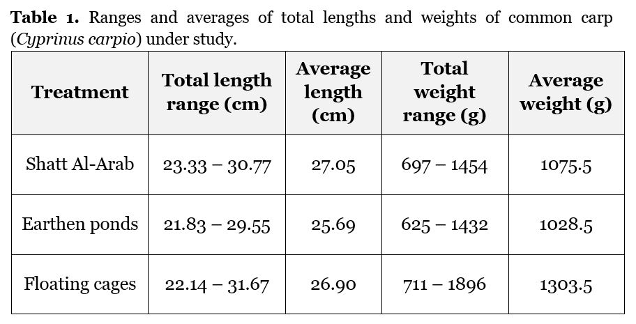 Ranges and averages of total lengths and weights of common carp (Cyprinus carpio) under study