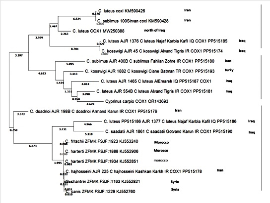 Neighbor-Joining phylogenetic tree showing relationships among Carasobarbus and related cyprinid taxa, including Iraqi sequences.